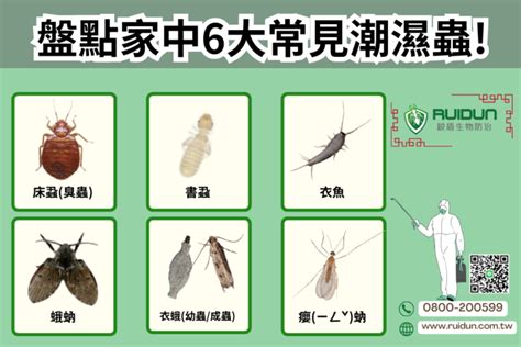 房間木頭潮濕蟲|房間潮濕讓家裡經常發霉怎麼辦？9種方法教你改善房。